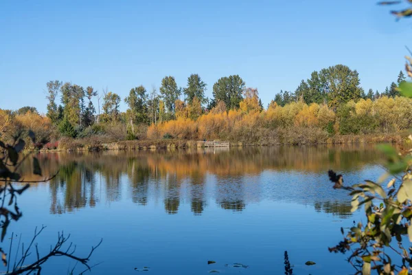 Larsen Lake Blueberry Farm Είναι Ένα Εξαιρετικό Μέρος Για Επιλέξετε — Φωτογραφία Αρχείου