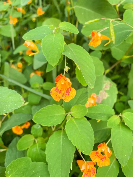 オレンジ ジュエリー雑草 Orange Jewellweed Impatiens Capensis は北米原産の年間植物です それは低地の土壌 および小川に沿って一般的です ロイヤリティフリーのストック写真