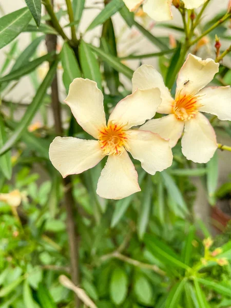 Oleander Nerium Oleander ドッグラン科の常緑低木または小さな木で そのすべての部分に毒性があります — ストック写真