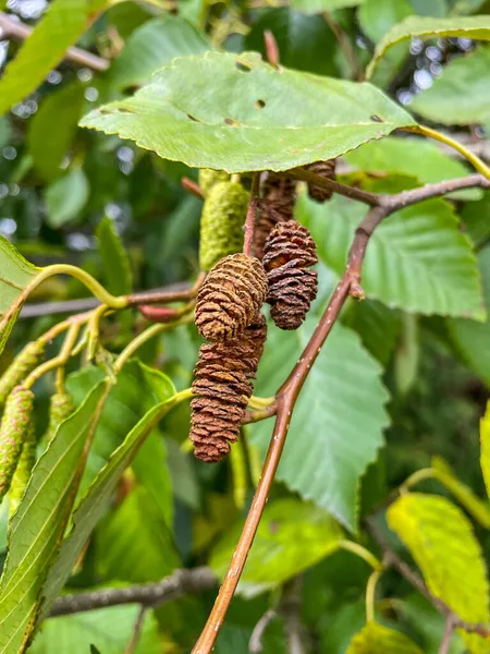 Olcha Szara Alnus Incana Gatunek Drzewa Rodziny Brzozowatych Szerokim Zakresie — Zdjęcie stockowe