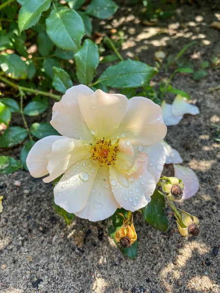 Yellow Rose Rosa Xanthina Species Rose Native China Korea — Stock Photo, Image