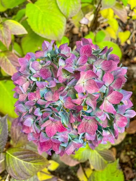 Bigleaf Hydrangea Hydrangea Macrophylla Blomsterväxt Familjen Hydrangeaceae Född Kina Och — Stockfoto