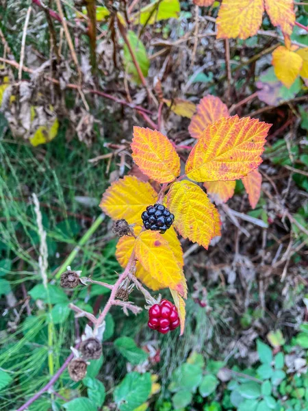 Himalaya Böğürtleni Rubus Armeniacus Ermenistan Kuzey Ran Özgü Bir Rubus — Stok fotoğraf
