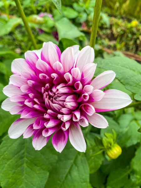 Dahlia Género Plantas Perennes Arbustivas Tuberosas Herbáceas Nativas México —  Fotos de Stock