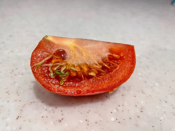 Some Causes Seeds Sprouting Tomatoes Long Storage Cool Temperatures Degrees — Stock Photo, Image