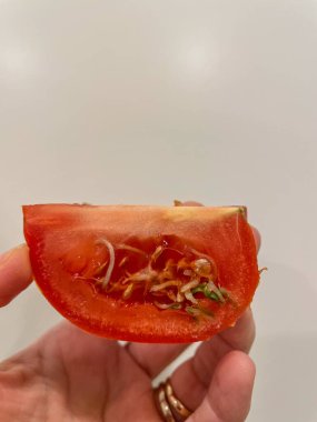 Domateslerde filizlenen tohumların bazı nedenleri serin sıcaklıklarda (55 derecenin altında) uzun depolanmış olup, aşırı olgun olması, potasyum eksikliği, azotla döllenme ve tekrar, aşırı olgunlaşması, canlılığın başlıca nedenleridir..