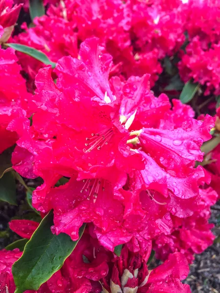 Azaleas Flowering Shrubs Genus Rhododendron Azaleas Bloom Spring Flowers Often — Stock Photo, Image