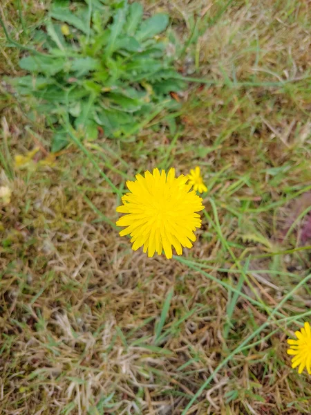 Jestřáb Úzký Hieracium Umbellatum Kvetoucí Rostlina Čeledi Asteraceae — Stock fotografie