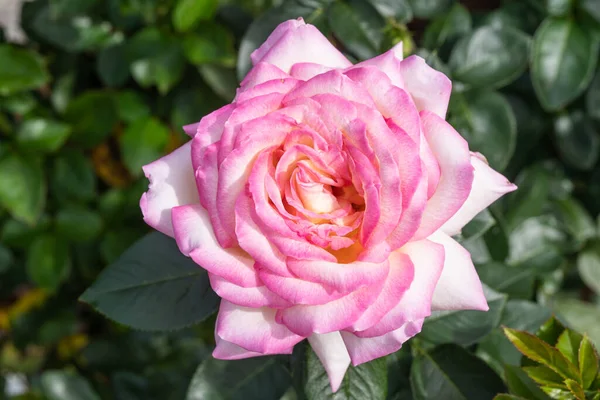 Gallic Rose Rosa Gallica Species Flowering Plant Rose Family Native — Stock Photo, Image