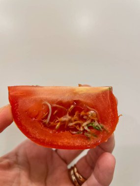 Domateslerde filizlenen tohumların bazı nedenleri serin sıcaklıklarda (55 derecenin altında) uzun depolanmış olup, aşırı olgun olması, potasyum eksikliği, azotla döllenme ve tekrar, aşırı olgunlaşması, canlılığın başlıca nedenleridir..