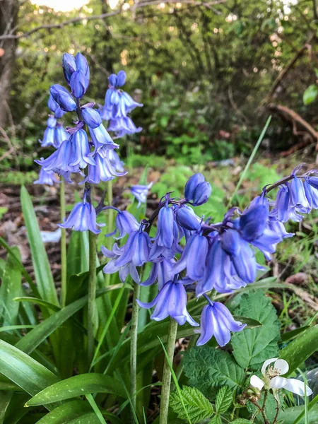 Bluebell Español Hyacinthoides Hispanica Bulbo Perenne Floreciente Originario Península Ibérica —  Fotos de Stock