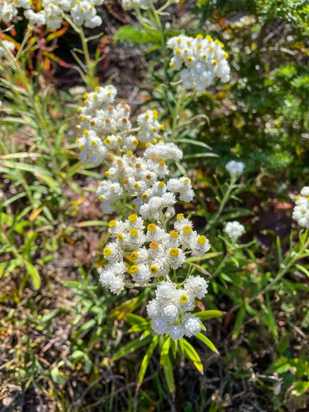 ウェスタン パーリー エターナル Anaphalis Margaritacea アジア系および北米系のヒマワリ科の多年草植物である アメリカやカナダのほとんどの地域で普及している — ストック写真