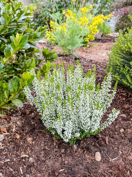 Kenevir Calluna Vulgaris Otçulgiller Ericaceae Familyasından Bir Kuş Türü — Stok fotoğraf