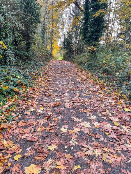 Herfst Kleuren Lake Hills Buurt Bellevue — Stockfoto