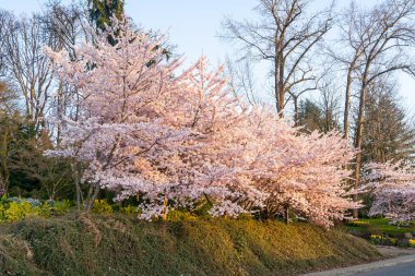 Domateslerde filizlenen tohumların bazıları serin sıcaklıklarda (55 derecenin altında) uzun depolanmış olup, aşırı olgunlaşmış, potasyum eksikliği, azotla döllenme üzerine