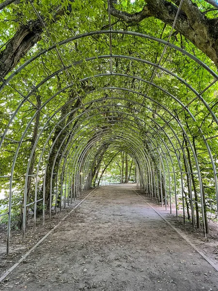 Domateslerde filizlenen tohumların bazıları serin sıcaklıklarda (55 derecenin altında) uzun depolanmış olup, aşırı olgunlaşmış, potasyum eksikliği, azotla döllenme üzerine