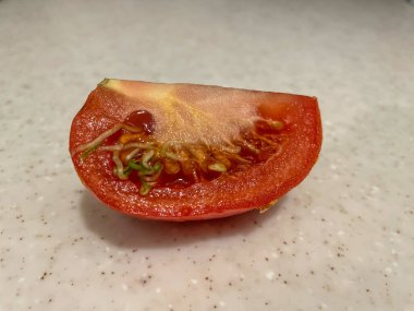 Domateslerde filizlenen tohumların bazı nedenleri serin sıcaklıklarda (55 derecenin altında) uzun depolanmış olup, aşırı olgun olması, potasyum eksikliği, azotla döllenme ve tekrar, aşırı olgunlaşması, canlılığın başlıca nedenleridir..