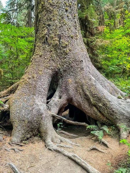 Hoh Rainforest Nachází Olympijském Poloostrově Severozápadním Pacifiku Nachází Západním Státě — Stock fotografie