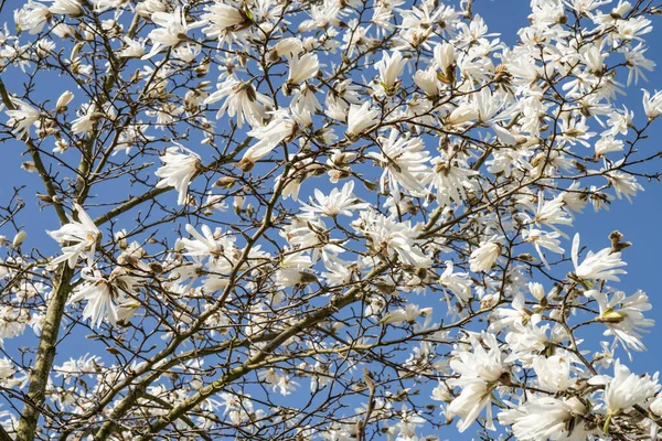 スターマグノリア マグノリア ステラータ 日本原産の低木や小さな木です 早春に 葉が開く前に大きく 光沢のある白またはピンクの花を咲かせます ロイヤリティフリーのストック写真