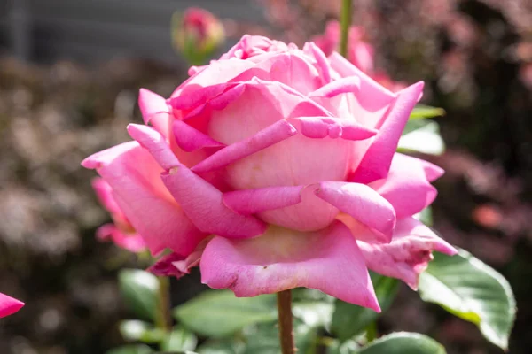 Gallic Rose Rosa Gallica Species Flowering Plant Rose Family Native — Stock Photo, Image