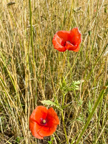 Παπαρούνα Papaver Rhoeas Είναι Ένα Ετήσιο Ποώδες Είδος Ανθοφόρου Φυτού — Φωτογραφία Αρχείου