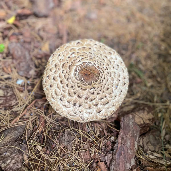 Parasol Mushroom Macrolepiota Procera Een Basidiomycete Schimmel Met Een Groot — Stockfoto