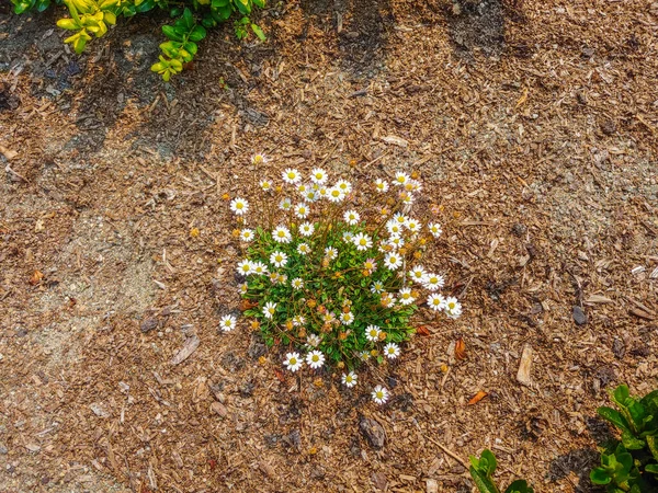 Miniature Daisy Bellium Minutum Flowers Have Thin Pure White Petals — Stock Photo, Image