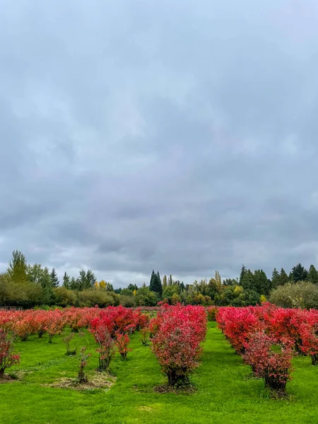 Larsen Lake Blueberry Farm Een Geweldige Plek Eigen Bosbessen Plukken — Stockfoto