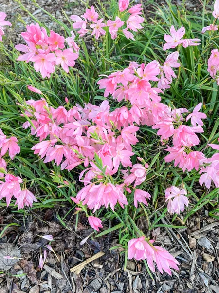 Rosy Rain Lily Zephyranthes Rosea Είναι Ένα Είδος Κρίνου Της — Φωτογραφία Αρχείου