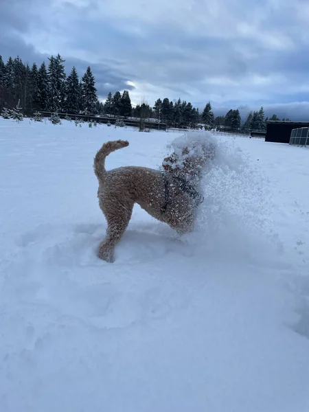 Australian Labradoodle Blandning Mellan Labrador Retriever Poodle Och Cocker Spaniel — Stockfoto