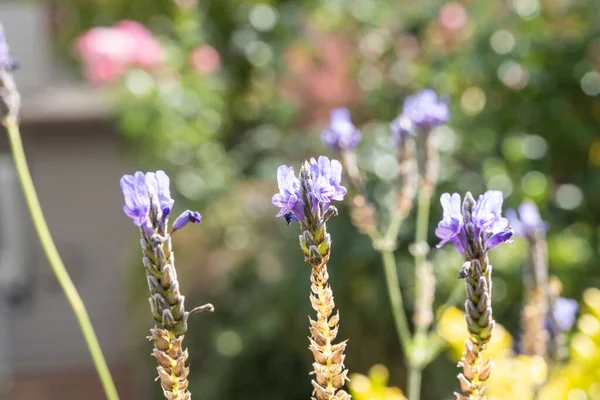 Spansk Lavendel Lavandula Stoechas Blomsterväxt Familjen Lamiaceae Som Förekommer Invärtes — Stockfoto