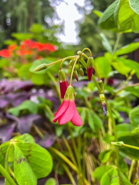 분홍빛 Four Leaf Pink Sorrel Oxalis Tetraphylla 멕시코의 식물이다 나누어 — 스톡 사진