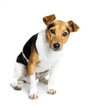 beyaz köpek