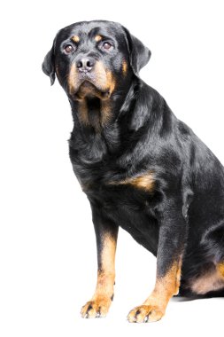 Rottweiler köpek