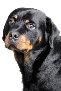 Rottweiler köpek