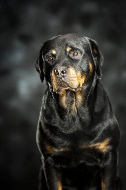 Rottweiler kara günü
