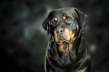 Rottweiler kara günü