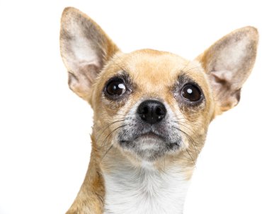 küçük chiuhauha