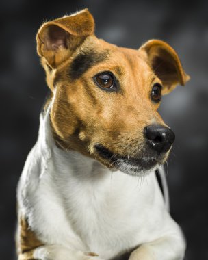 sevimli köpek