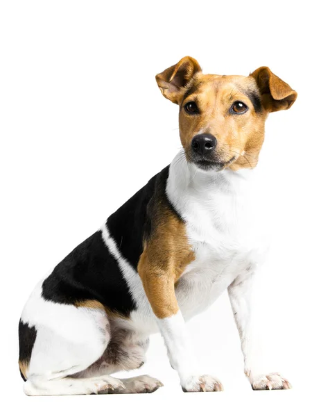 Dog on white — Stock Photo, Image