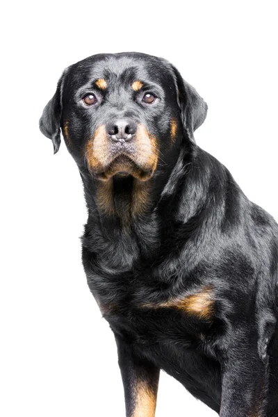 Rottweiler dog — Stock Photo, Image