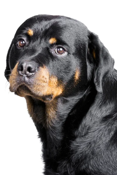 Cão rottweiler — Fotografia de Stock