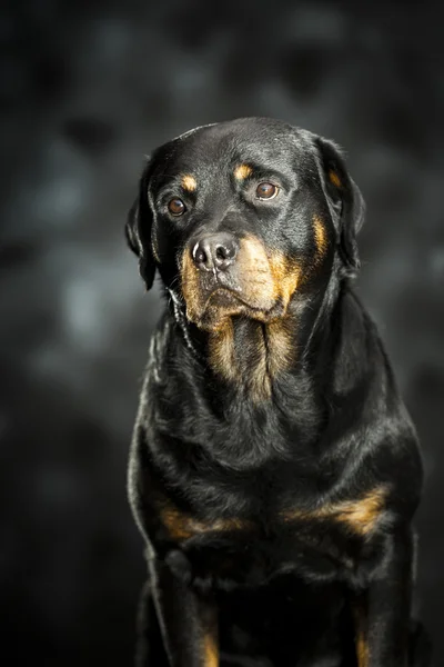 Rottweiler w ciemności — Zdjęcie stockowe