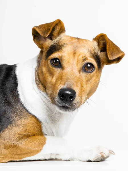 Dog on white — Stock Photo, Image