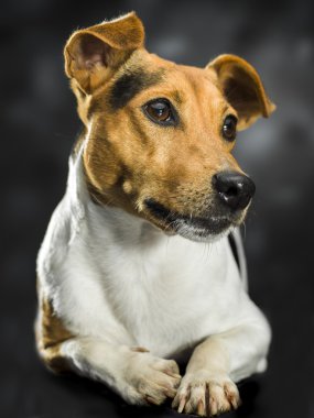sevimli köpek