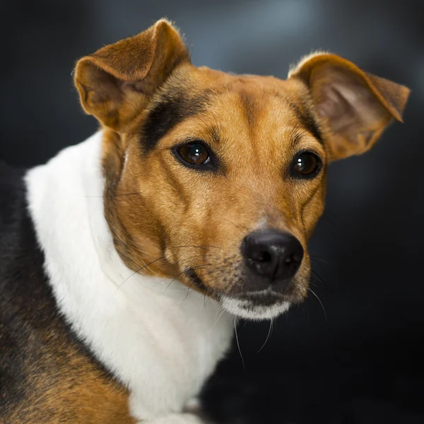 Karismatisk hund - Stock-foto