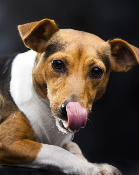 Dejlig hund - Stock-foto