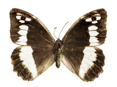 Limenitis camilla
