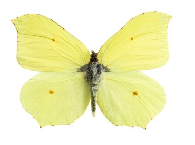 Gonepteryx Kleopatra
