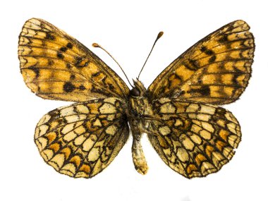 Argynnis adippe